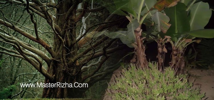Pohon yang Dipercaya Jadi Sarang Hantu