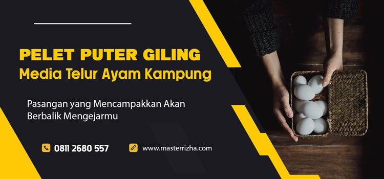 Puter Giling Media Telur Ayam Kampung